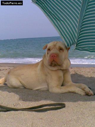 La foto del perro