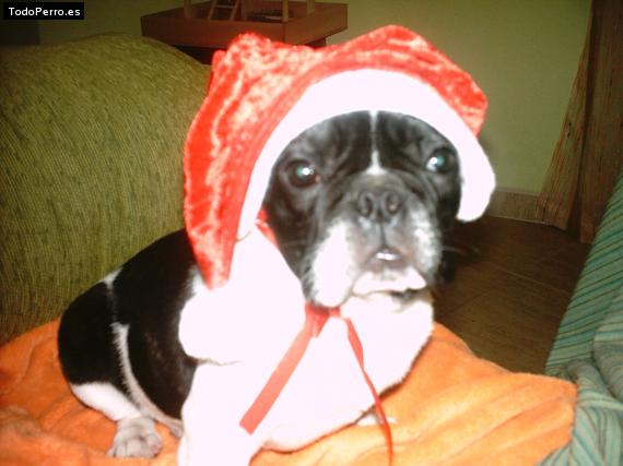 La foto del perro