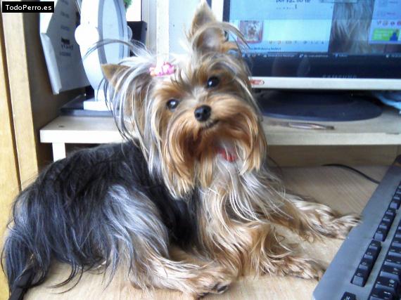 La foto del perro