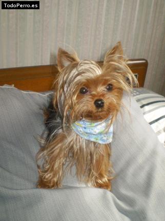 La foto del perro