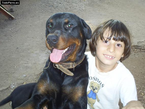 La foto del perro