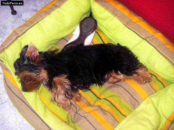La foto del perro