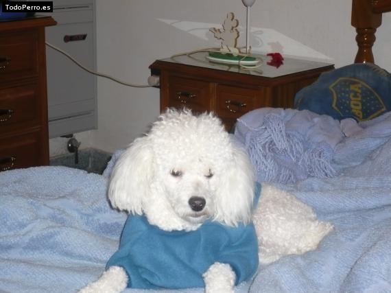 La foto del perro
