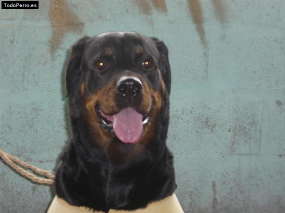 La foto del perro
