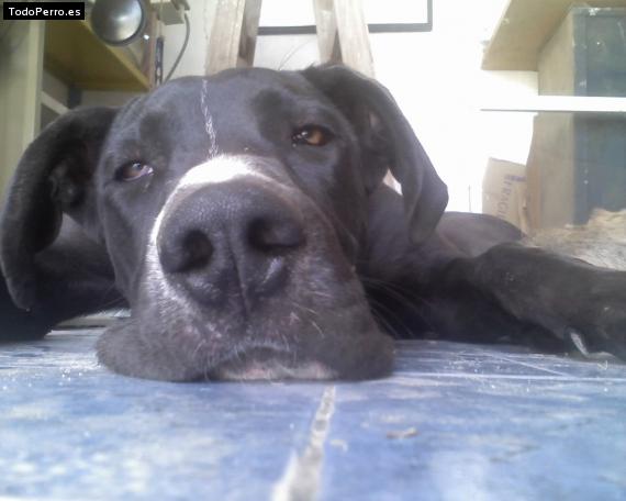 La foto del perro