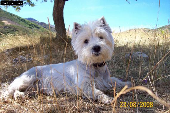 La foto del perro