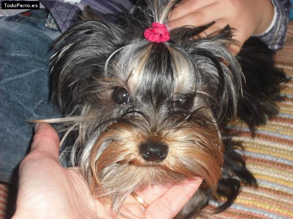 La foto del perro