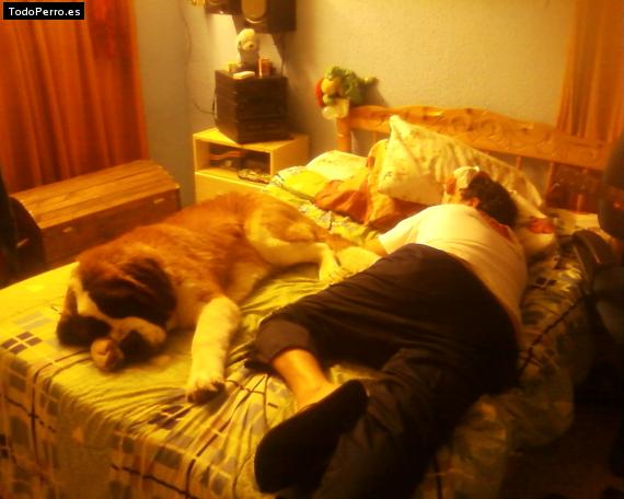 La foto del perro