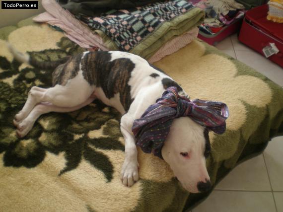 La foto del perro