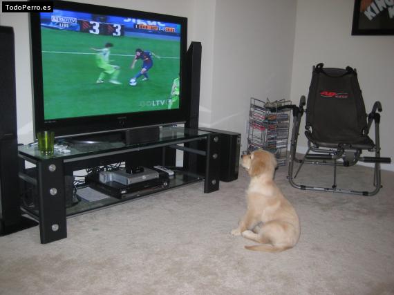 La foto del perro