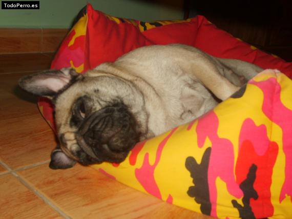 La foto del perro