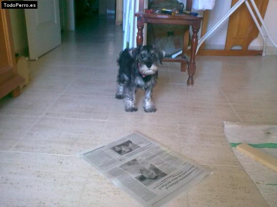 La foto del perro