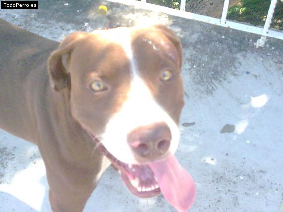 La foto del perro