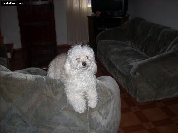 La foto del perro