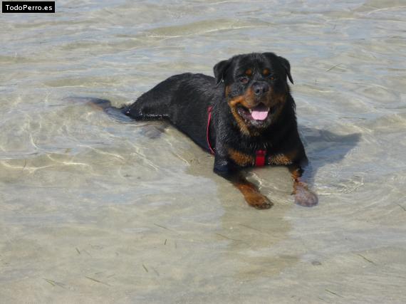 La foto del perro