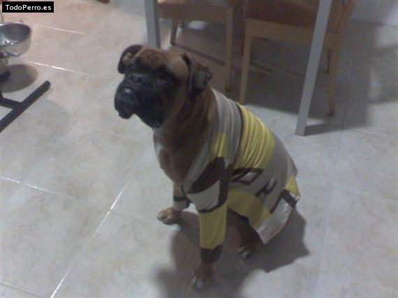 La foto del perro