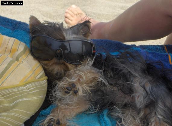 La foto del perro