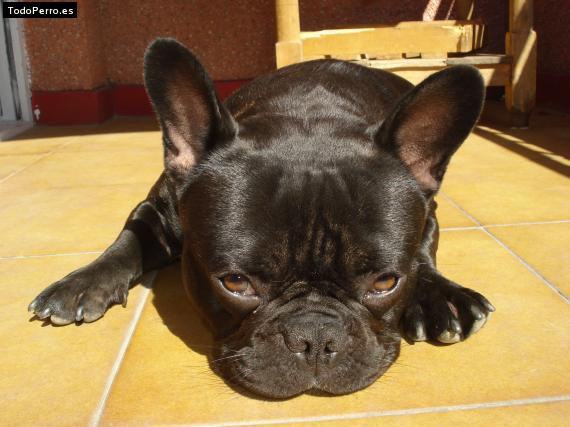 La foto del perro