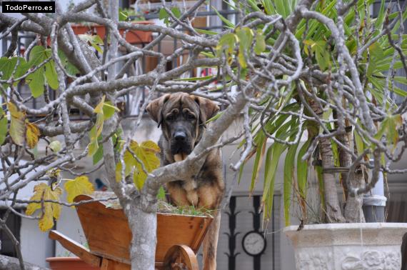 La foto del perro