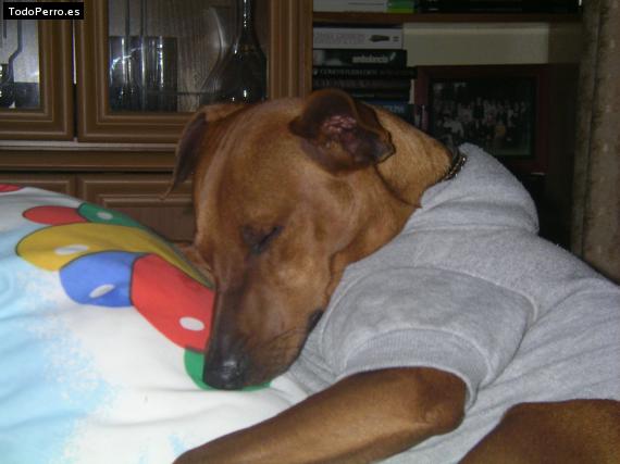 La foto del perro