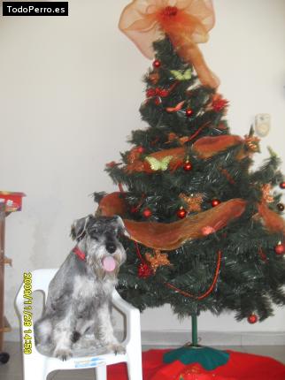 La foto del perro