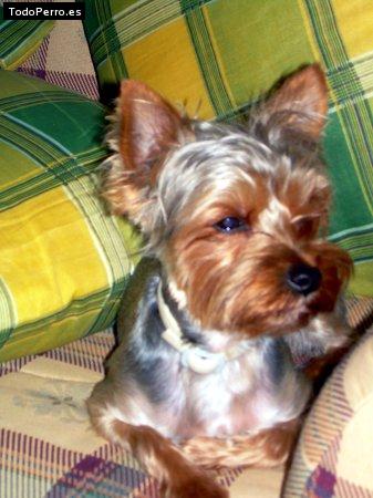 La foto del perro