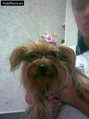 La foto del perro