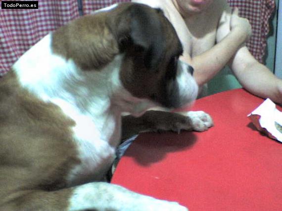 Foto del perro Homero