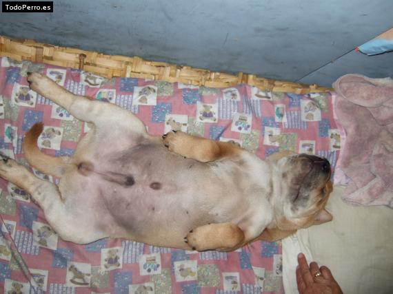 La foto del perro