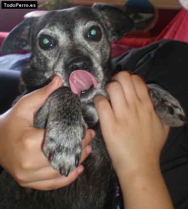 La foto del perro