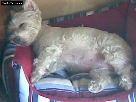 La foto del perro