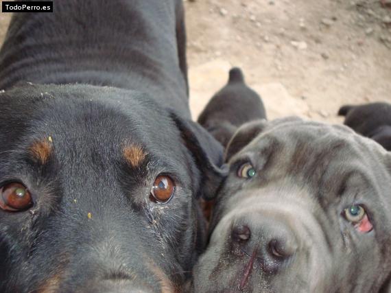 La foto del perro