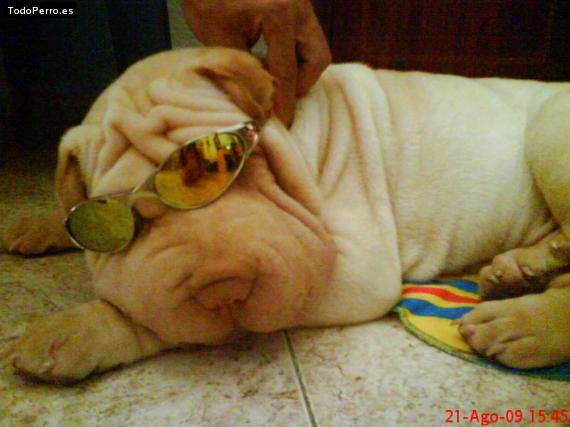 La foto del perro