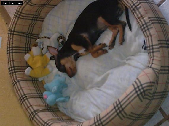 La foto del perro