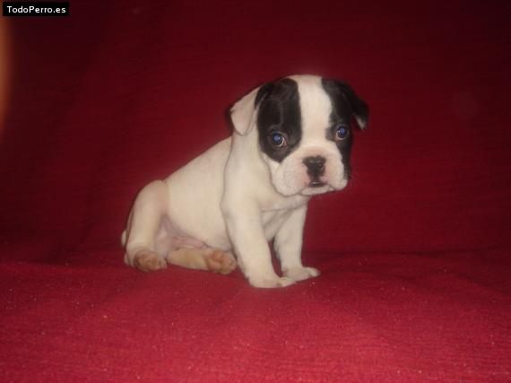 Foto del perro Franco
