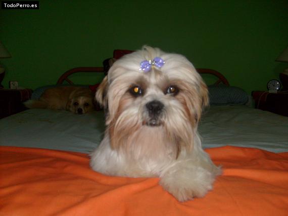 La foto del perro
