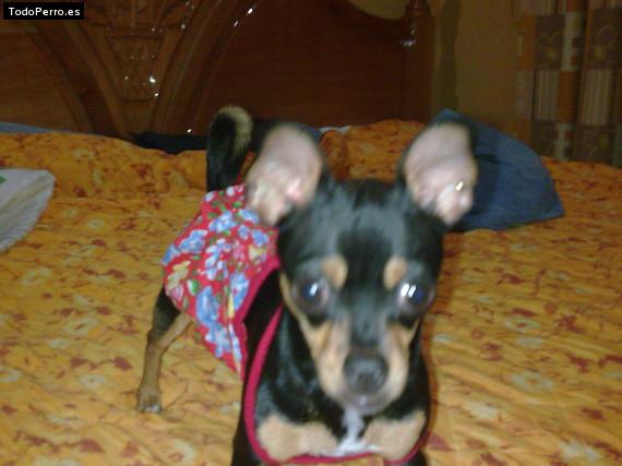 La foto del perro