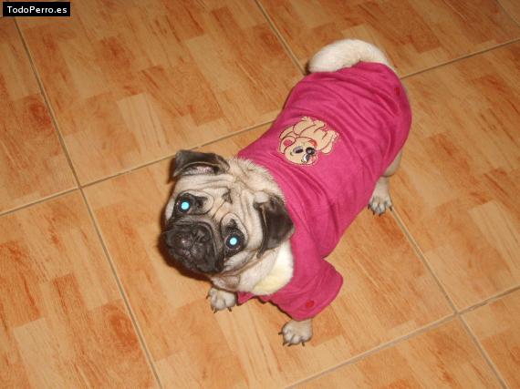 La foto del perro