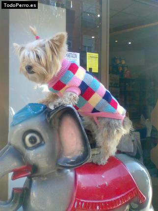 La foto del perro