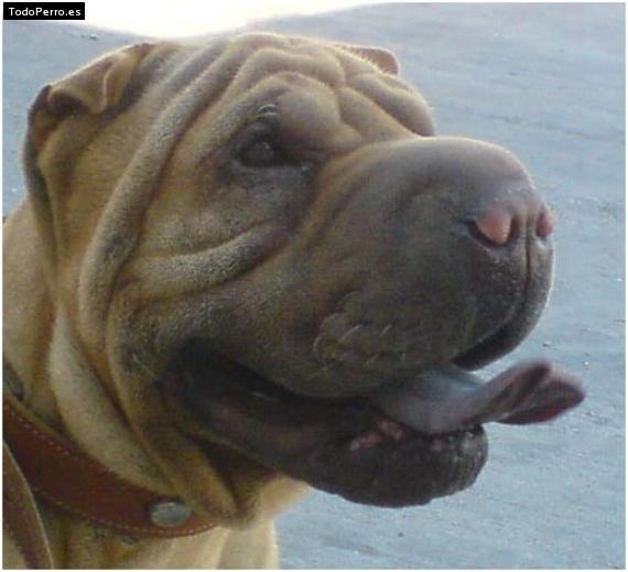 La foto del perro