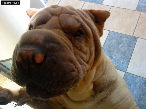 La foto del perro