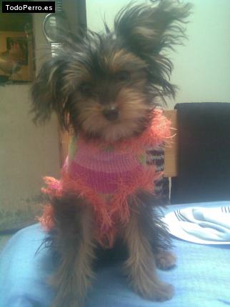 La foto del perro