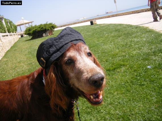 La foto del perro