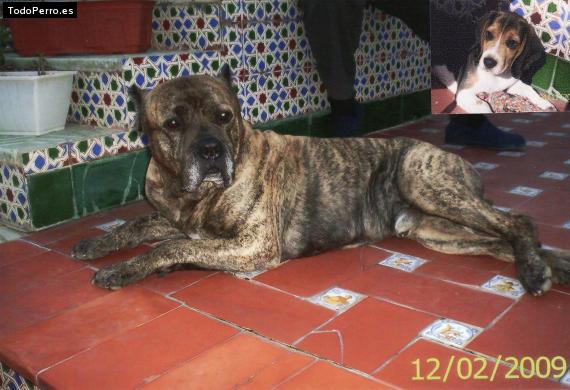 La foto del perro