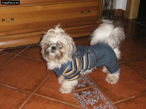 La foto del perro