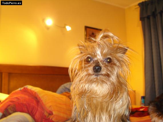 La foto del perro
