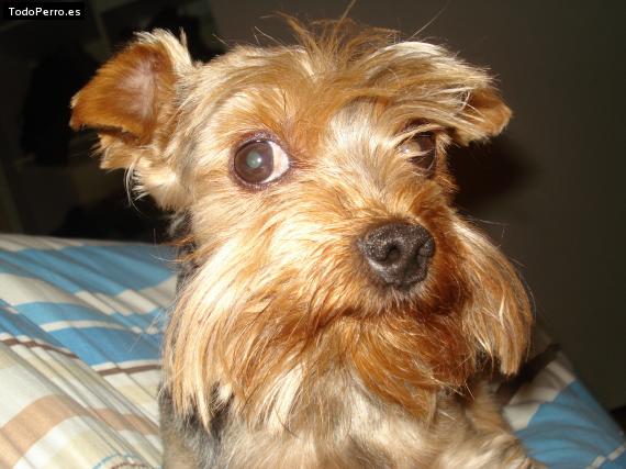 La foto del perro