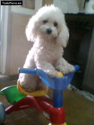 Foto del perro Wendy