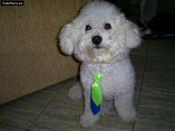 La foto del perro