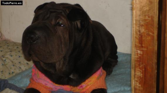 La foto del perro